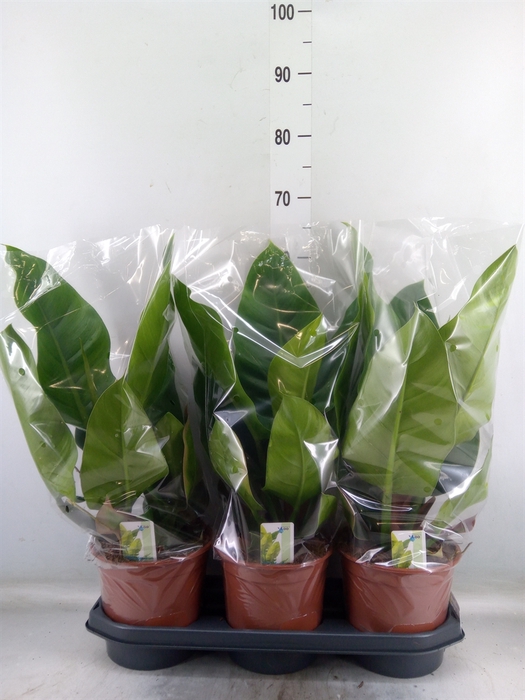 <h4>Philodendron  'Imperial Green'</h4>