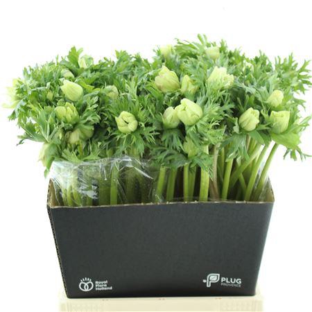 <h4>Anem Co Mar Panda</h4>