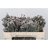 Kaaps Groen Silver Brunia