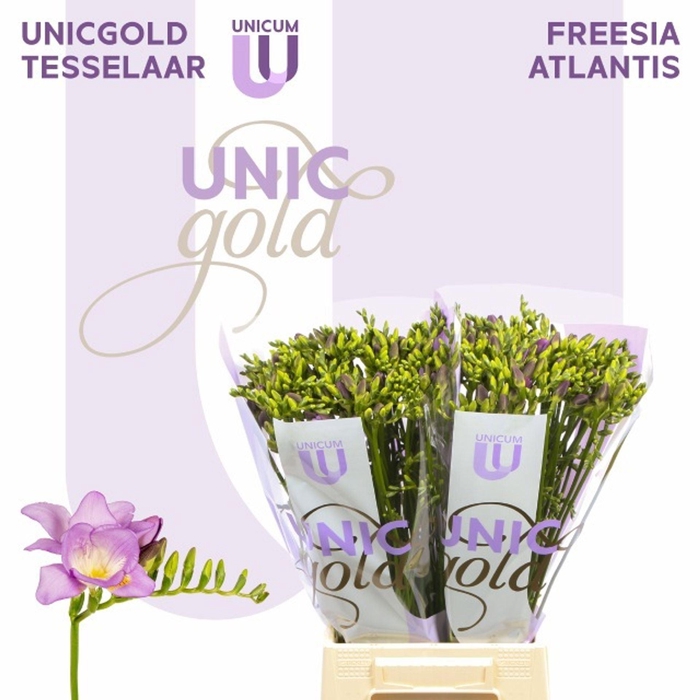 <h4>Fr enk Atlantis</h4>