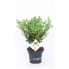 Ilex crenata 'Dark Green' bush 15-20cm