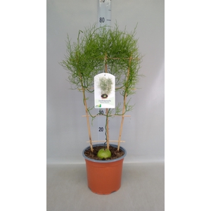 Planten   ...green L%