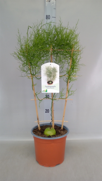 <h4>Planten   ...green L%</h4>