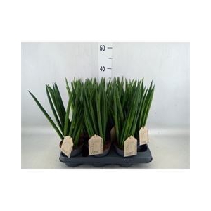 Sansevieria cyl.  ...