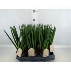 <h4>Sansevieria cyl.  ...</h4>