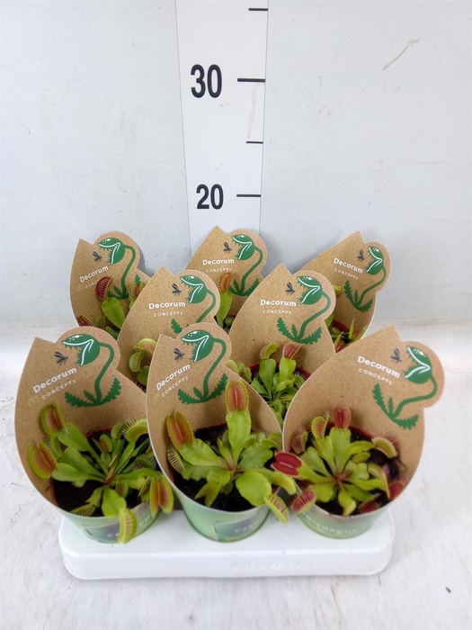 <h4>Vleesetende planten</h4>