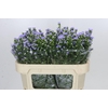 Aster Cassandra