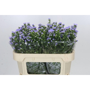 Aster Cassandra