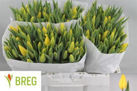 <h4>Tu En Strong Gold</h4>