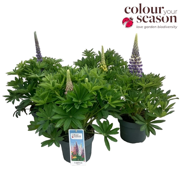<h4>Lupinus Lupinova mix</h4>