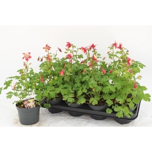 AQUIL EARLYB RED WHI