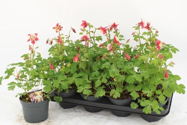 <h4>AQUIL EARLYB RED WHI</h4>