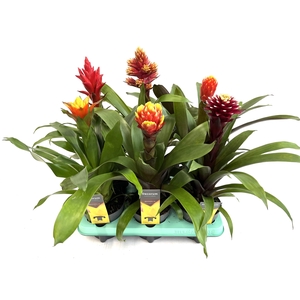 Guzmania Autumn Mix (Decorum)