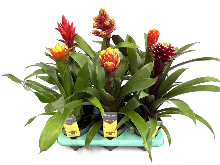 <h4>Guzmania Autumn Mix (Decorum)</h4>