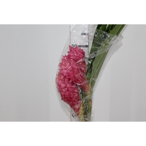 ALPINIA PURPURATA ROSA