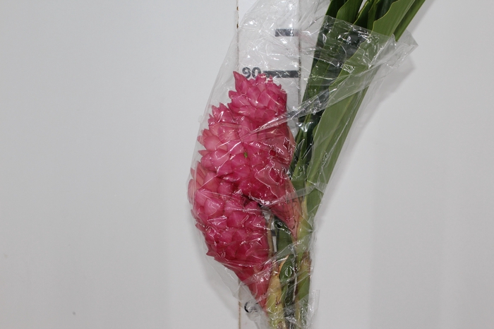 <h4>ALPINIA PURPURATA ROSA</h4>