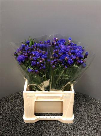 <h4>Centaurea Blue</h4>