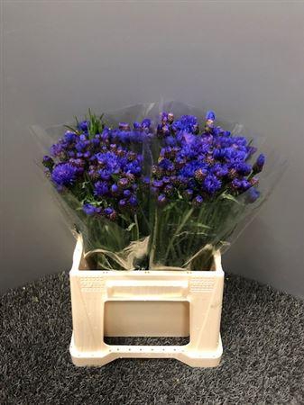 <h4>Centaurea Blue</h4>