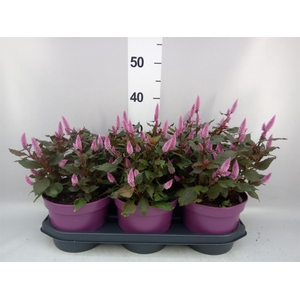 Celosia spic. 'Wild Pink'