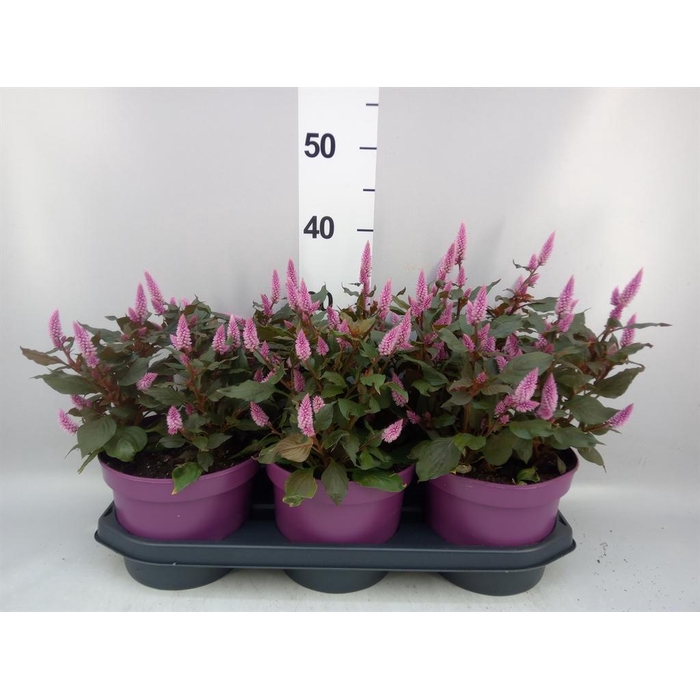 <h4>Celosia spic. 'Wild Pink'</h4>