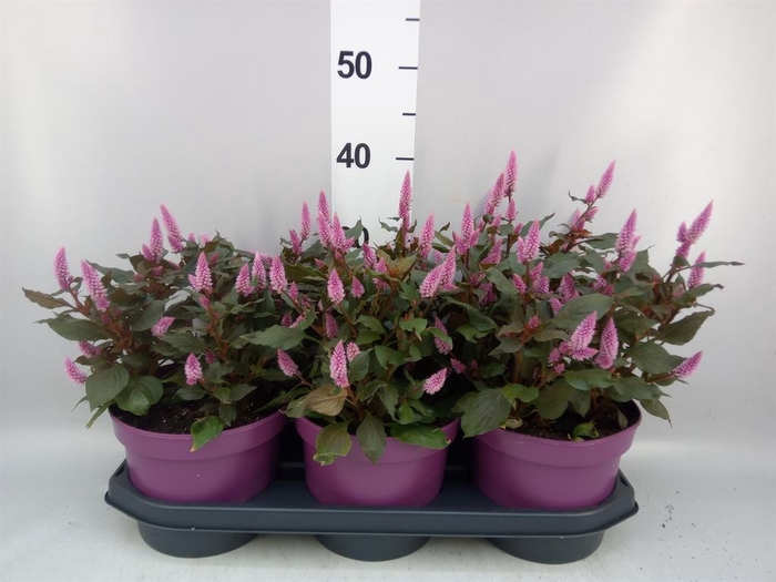 Celosia spic. 'Wild Pink'