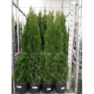Thuja occid. 'Smaragd'