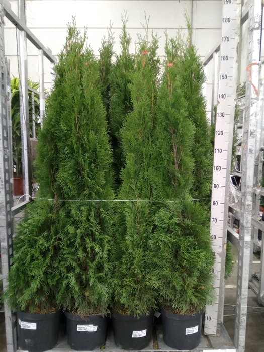 <h4>Thuja occid. 'Smaragd'</h4>