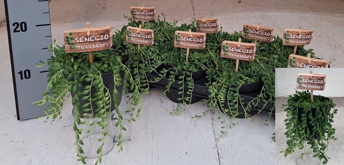 <h4>SENEC HERREIANUS</h4>