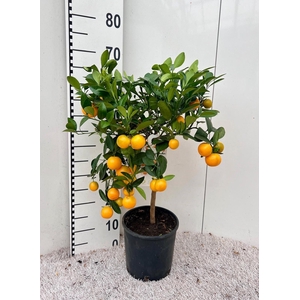 Citrus Calamondin on stem