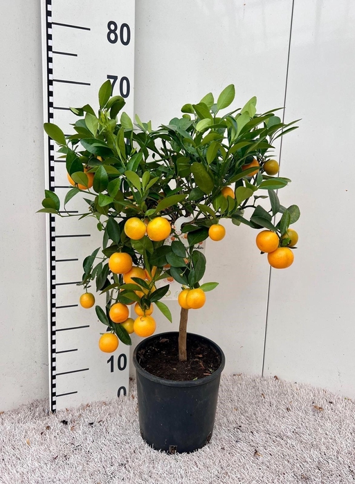 <h4>Citrus Calamondin on stem</h4>