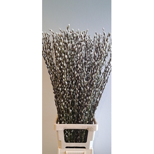 SALIX CA SNOW FLAKE