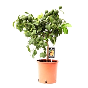 Citrus limon Red Lime