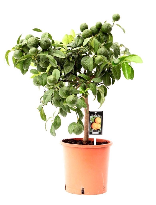 <h4>Citrus limon Red Lime</h4>