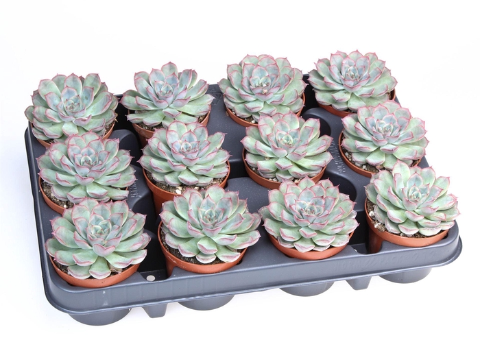 <h4>Echeveria   ...</h4>