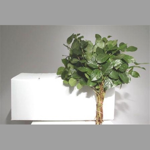 Salal Per Bos