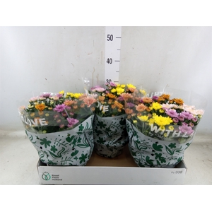 Chrysanthemum  'Elixer'