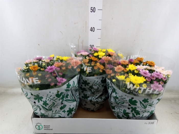 <h4>Chrysanthemum  'Elixer'</h4>