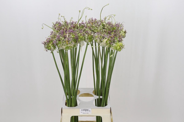<h4>Allium Green Drops</h4>