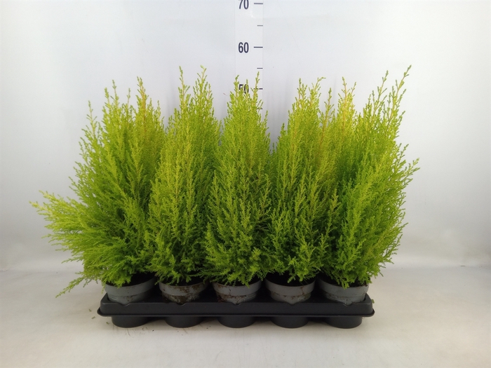 <h4>Cupressus macro. 'Goldcrest Wilma'</h4>