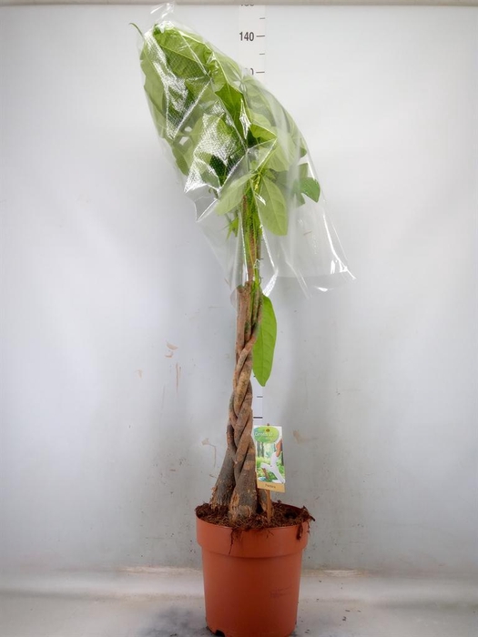 <h4>Pachira aquatica</h4>