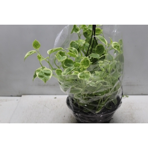 PEPEROMIA SCANDENS C21