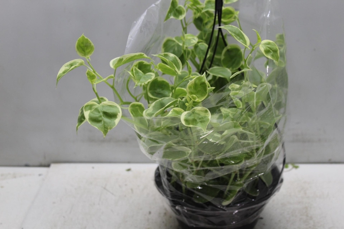 <h4>PEPEROMIA SCANDENS C21</h4>