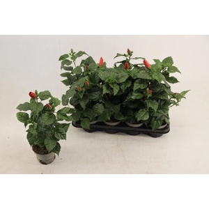 HIBIS SUNNY BORDEAUX