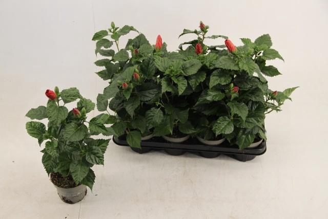 <h4>HIBIS SUNNY BORDEAUX</h4>