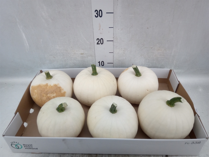 Cucurbita pepo 'Baby Boo'