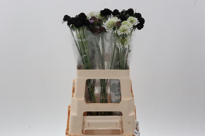 <h4>Scab Mix 60cm</h4>