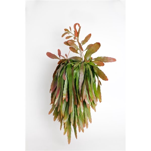 <h4>Pseudorhipsalis Ramulosa 'Red Coral'</h4>