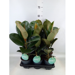 Ficus elastica 'Robusta'