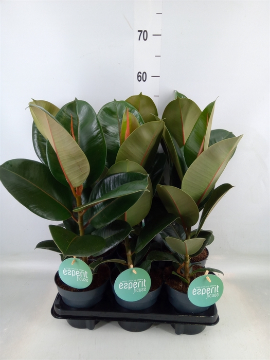 <h4>Ficus elastica 'Robusta'</h4>