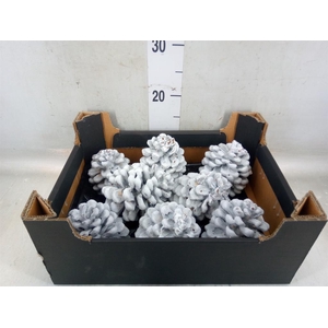 Decoratieve materialen   ...H%